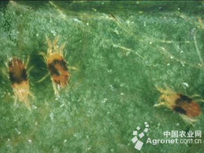 黄瓜霜霉病和细菌性角斑病