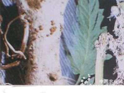 椿树樗蚕的防治