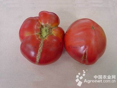番茄纵裂果的防治