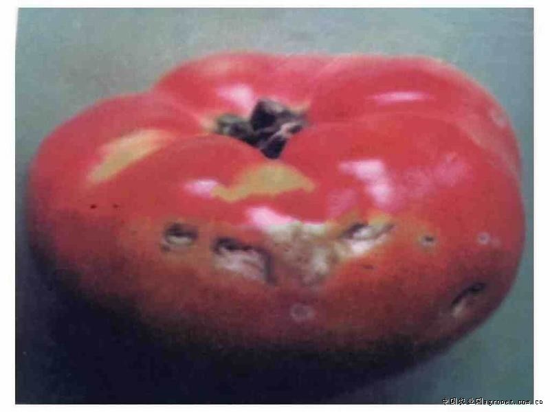番茄乙烯利药害