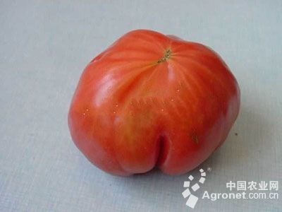 番茄网筋果的防治