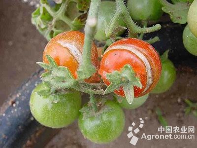 番茄花雌蕊柱头变褐的防治