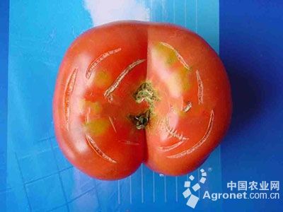 番茄同心圆状纹裂果的防治