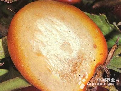 球茎茴香菌核病