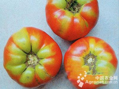 番茄巨芽病的防治