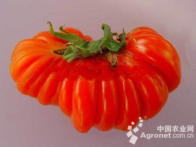番茄生理性卷叶病