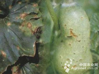 扁豆的细菌性疫病