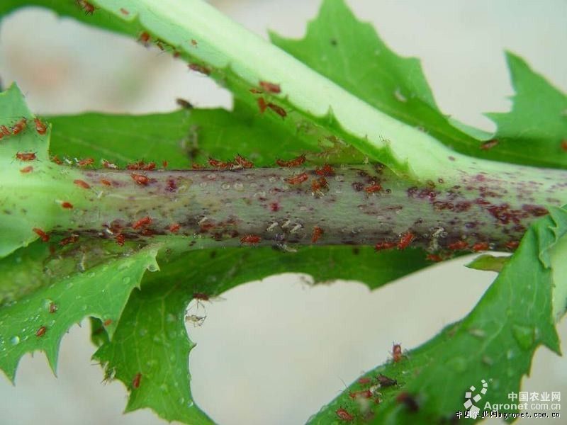 生菜莴苣指管蚜的防治