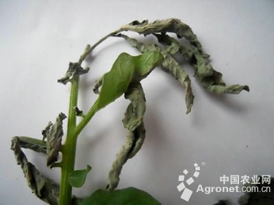 花椰菜蚜虫