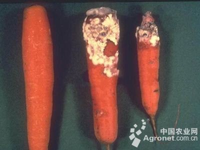 玉米苗期病害类型与防治