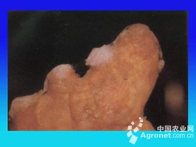 青花菜的细菌性角斑病