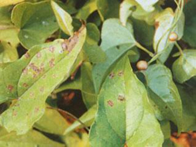 茶薪菇粘菌病的防治
