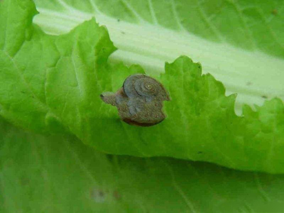 大白菜蜗牛的防治