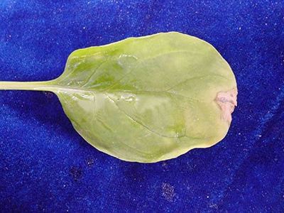 花椰菜叶斑病的防治