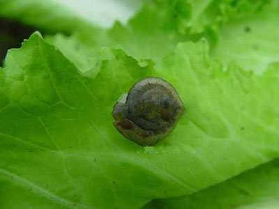 大白菜同型巴蜗牛的防治