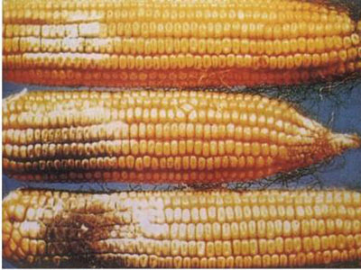 玉米干腐病的防治