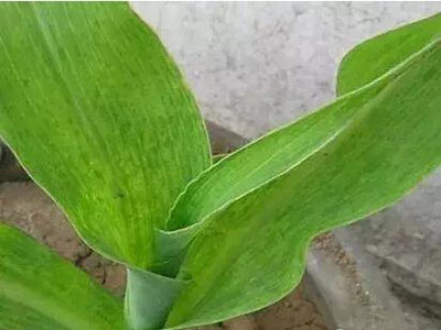 玉米矮花叶病的防治