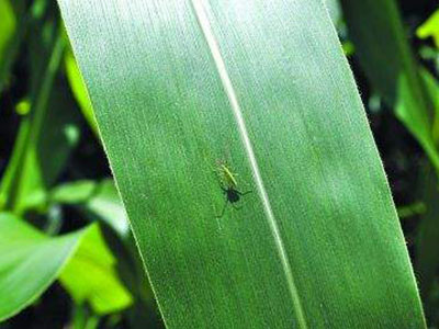 玉米赤须盲蝽的防治
