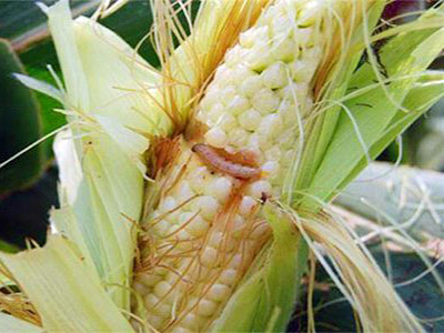 玉米缺锰症的防治