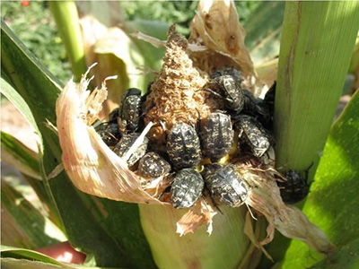 鲜食玉米采摘期白星花金龟子的防治