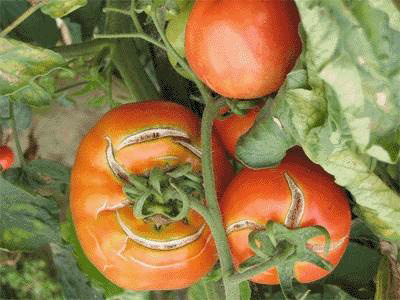 番茄生理性卷叶