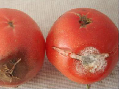 番茄巨芽病的防治
