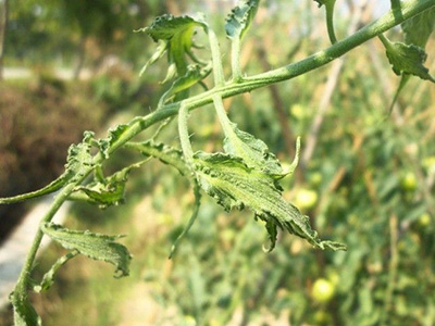 西红柿缺钙病的防治
