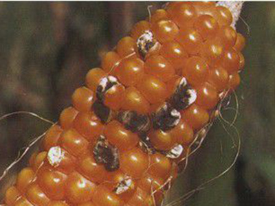 玉米枝孢穗腐病的防治