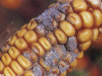 玉米青霉穗腐病的防治