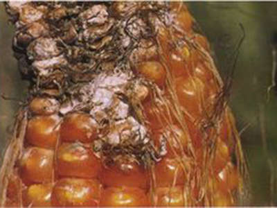 玉米粉红聚端孢穗腐病的防治