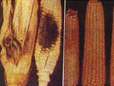 玉米小斑病T小种穗腐病的防治