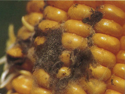 玉米灰葡萄孢穗腐病的防治