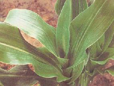 玉米矮花叶病毒病的防治
