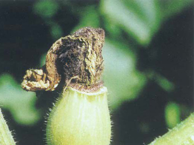 球茎茴香的根腐病