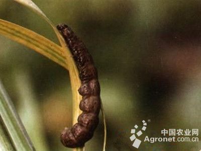 玉米蛀茎夜蛾的防治