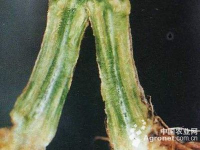 洋葱小菌核病的防治