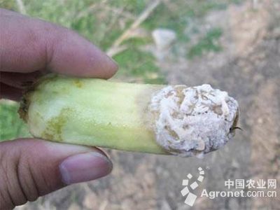 防治玉米八月份病虫害的发生