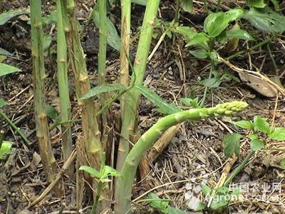 种子包衣能够防治玉米粗缩病吗？