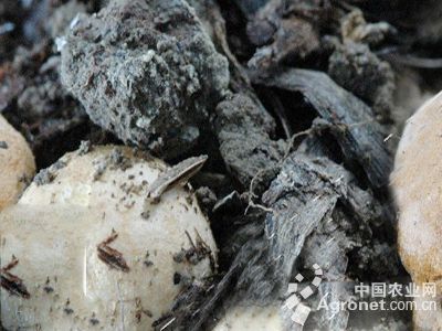 蘑菇白腐病的防治