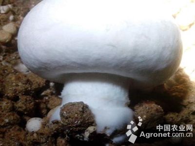 蘑菇生理性病的防治
