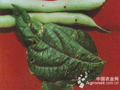 菜豆细菌叶斑病的防治
