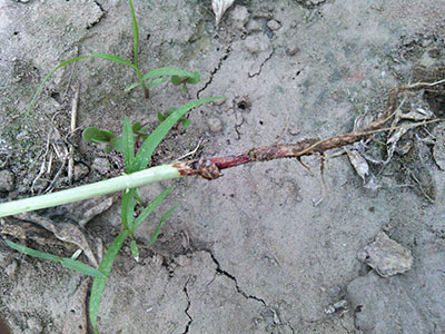 防治玉米八月份病虫害的发生