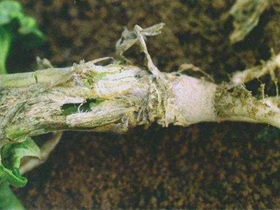 花椰菜蚜虫