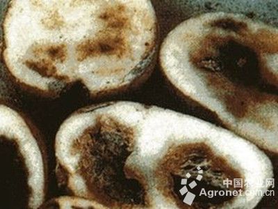 扁豆的细菌性疫病