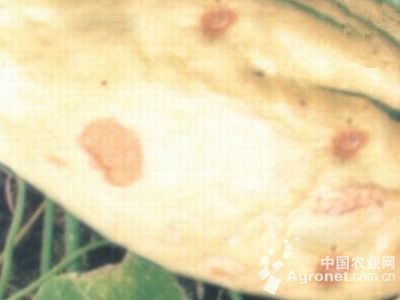 球茎茴香灰霉病的防治