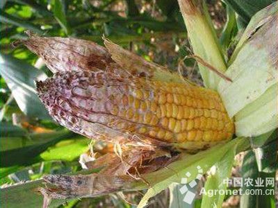 玉米穗粒腐病的防治