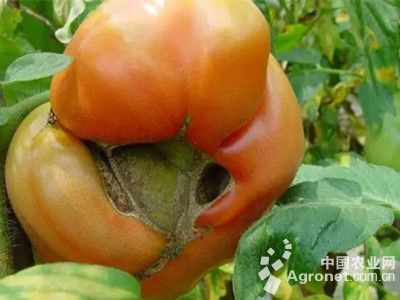 番茄穿孔果的防治