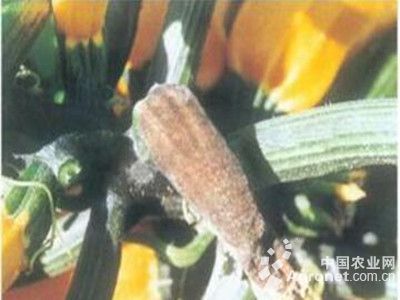 西葫芦笄霉褐腐病的防治