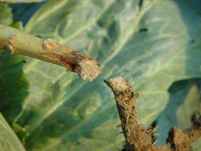 冬季如何预防芹菜斑枯病