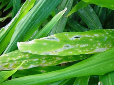 玉米穗发芽的防治